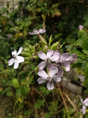 Microbotryum saponariae