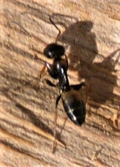 Opisthopsis respiciens