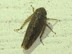 Paraphlepsius irroratus