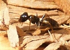 Opisthopsis respiciens