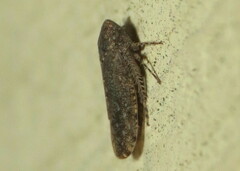 Paraphlepsius irroratus