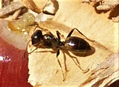 Opisthopsis respiciens