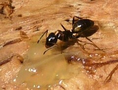 Opisthopsis respiciens