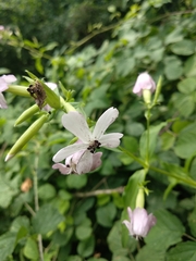 Microbotryum saponariae