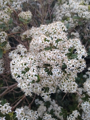 Olearia avicenniifolia