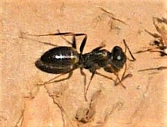 Opisthopsis respiciens