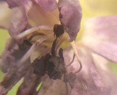 Microbotryum saponariae