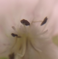 Microbotryum saponariae