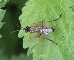 Tenthredo atra