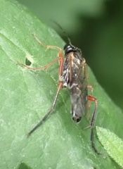 Tenthredo atra