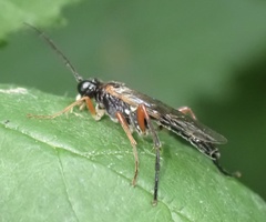 Tenthredo atra