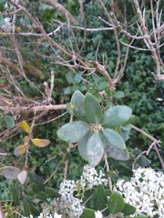 Olearia avicenniifolia