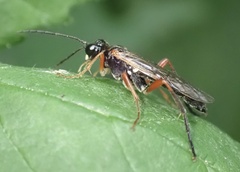 Tenthredo atra