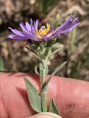 Symphyotrichum molle