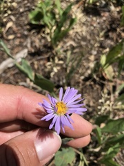 Symphyotrichum molle