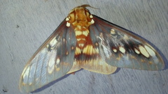 Citheronia