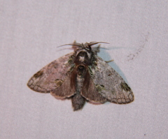 Farigia montana