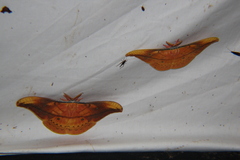 Copaxa syntheratoides