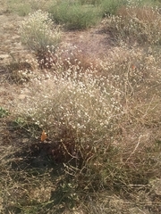 Eriogonum nudum psychicola