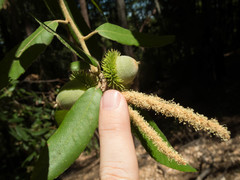 Notholithocarpus densiflorus densiflorus
