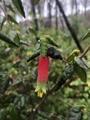 Correa reflexa speciosa