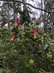 Correa reflexa speciosa