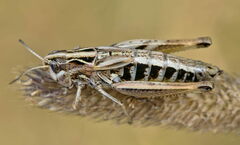 Stenobothrus apenninus