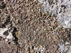 Xanthoparmelia loxodes