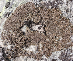 Xanthoparmelia loxodes