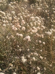 Eriogonum nudum psychicola