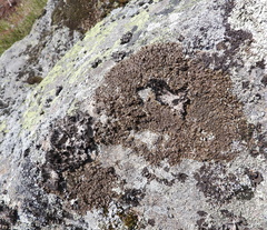 Xanthoparmelia loxodes