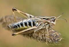 Stenobothrus apenninus
