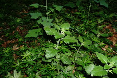Clinopodium grandiflorum