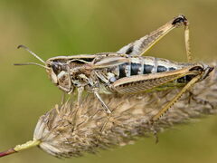 Stenobothrus apenninus