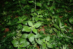 Clinopodium grandiflorum