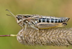 Stenobothrus apenninus
