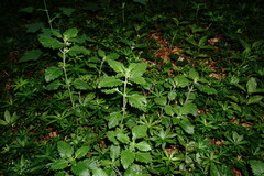 Clinopodium grandiflorum
