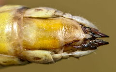 Stenobothrus apenninus