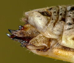 Stenobothrus apenninus