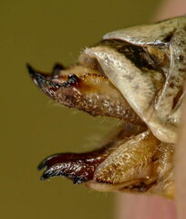Stenobothrus apenninus