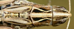 Stenobothrus apenninus