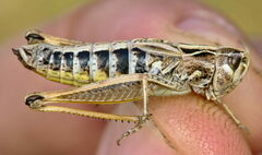 Stenobothrus apenninus