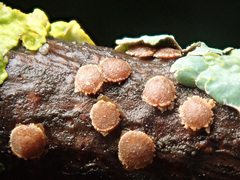 Pezicula ocellata
