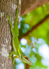 Anolis smallwoodi
