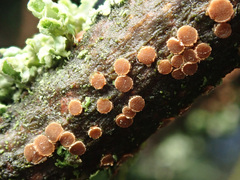 Pezicula ocellata