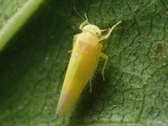 Alebra neglecta