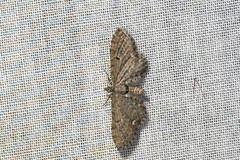 Eupithecia assimilata