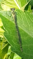 Erythromma viridulum