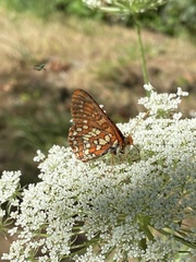 Euphydryas colon