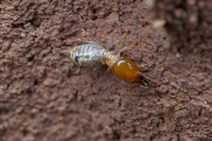 Odontotermes latericius